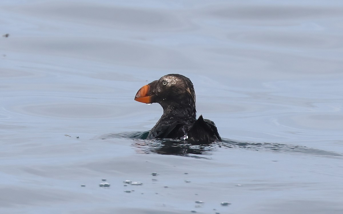 Tufted Puffin - ML619221228
