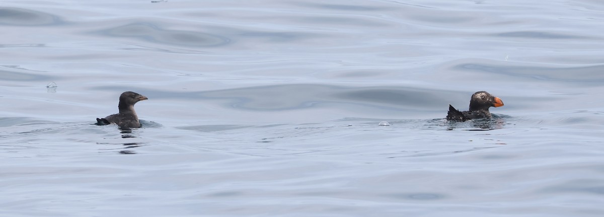 Perçemli Denizpapağanı - ML619221229