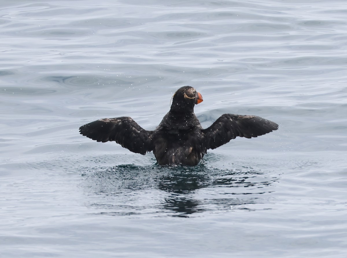 Tufted Puffin - ML619221230