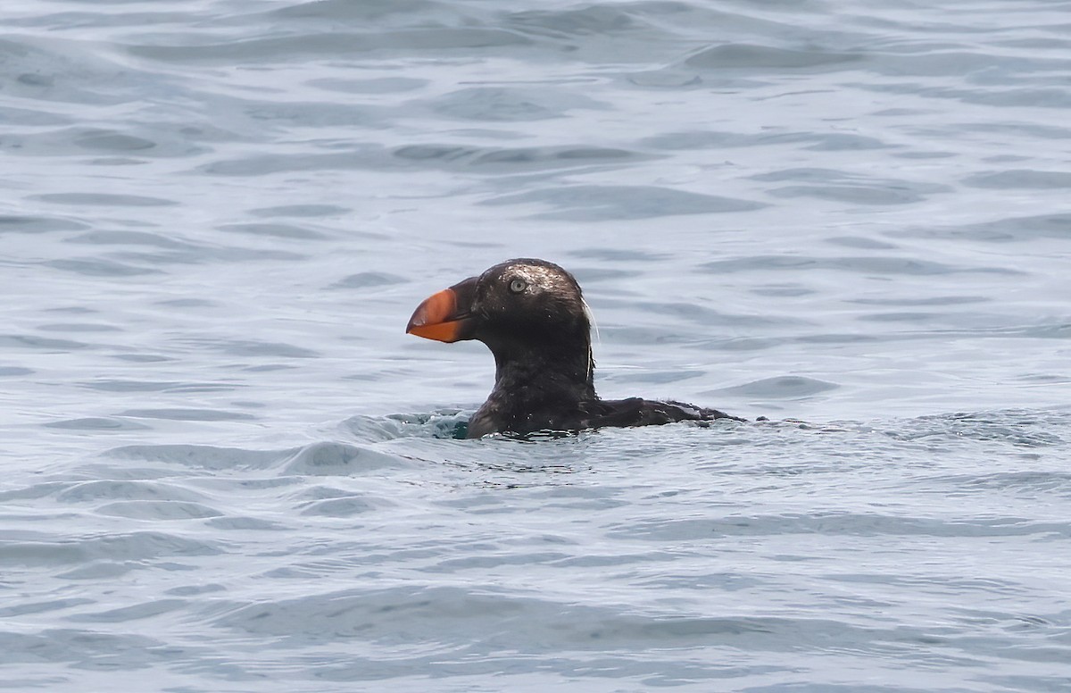 Tufted Puffin - ML619221231