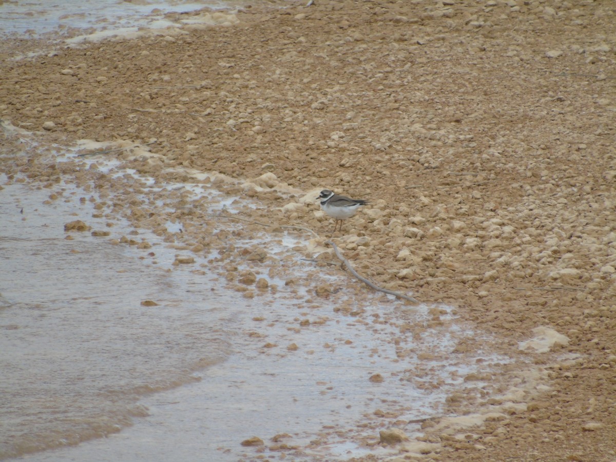 Common Ringed Plover - ML619221251