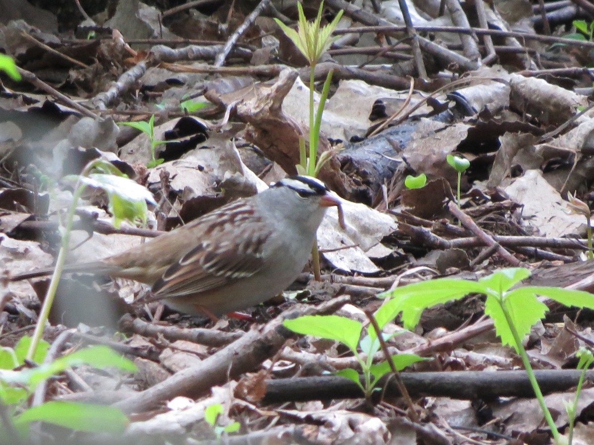 White-crowned Sparrow - ML619221319