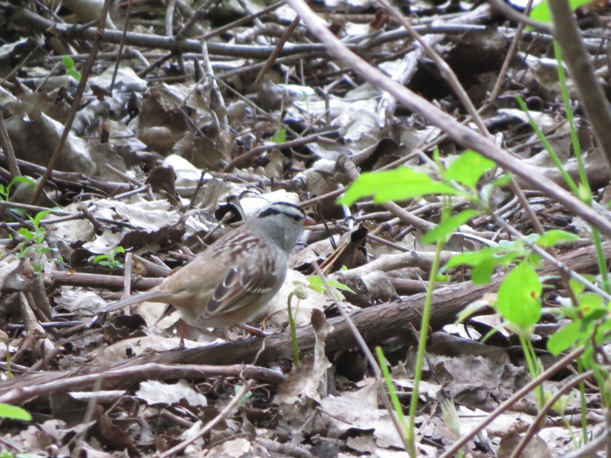 White-crowned Sparrow - ML619221320