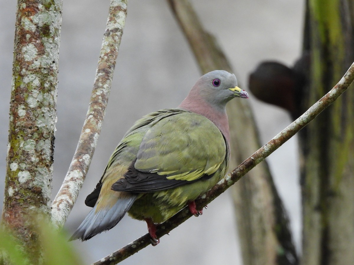 Pink-necked Green-Pigeon - ML619221326