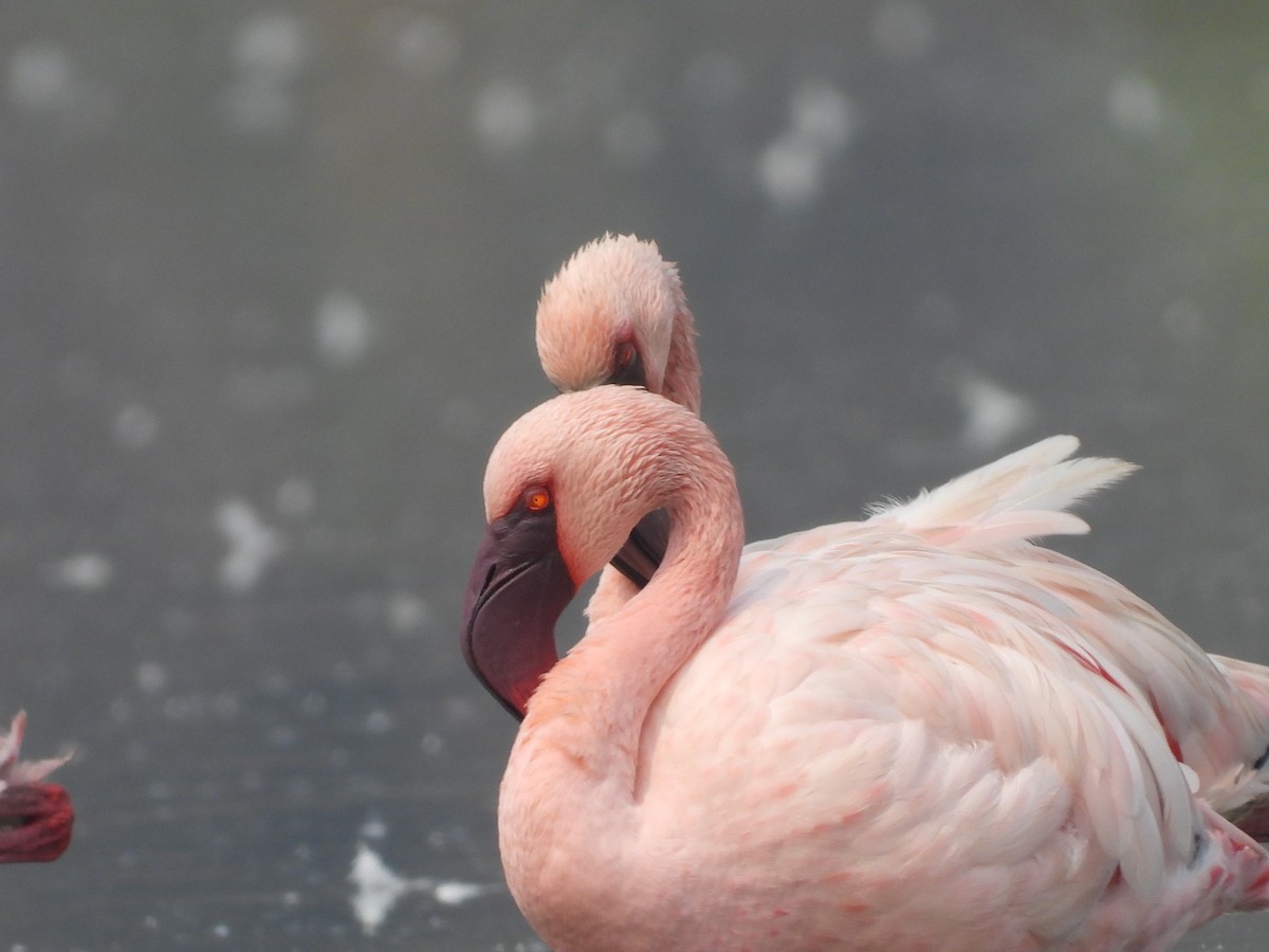 Küçük Flamingo - ML619221399