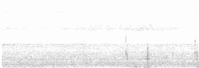 Forster's Tern - ML619221422