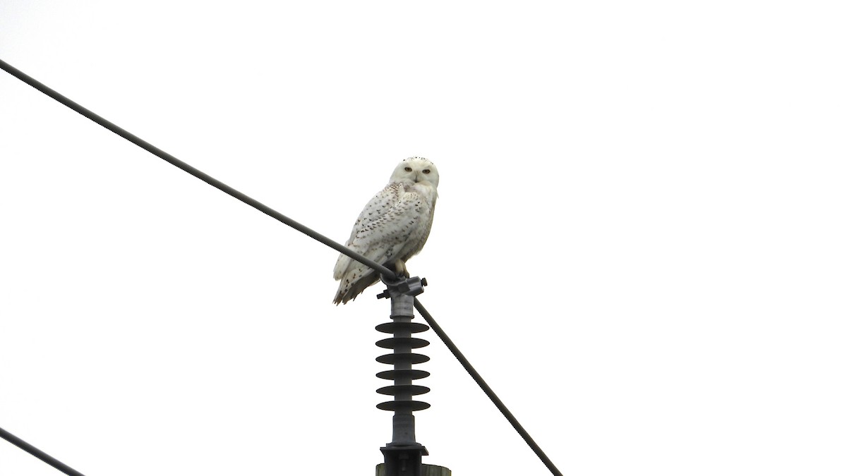 Snowy Owl - ML619221443