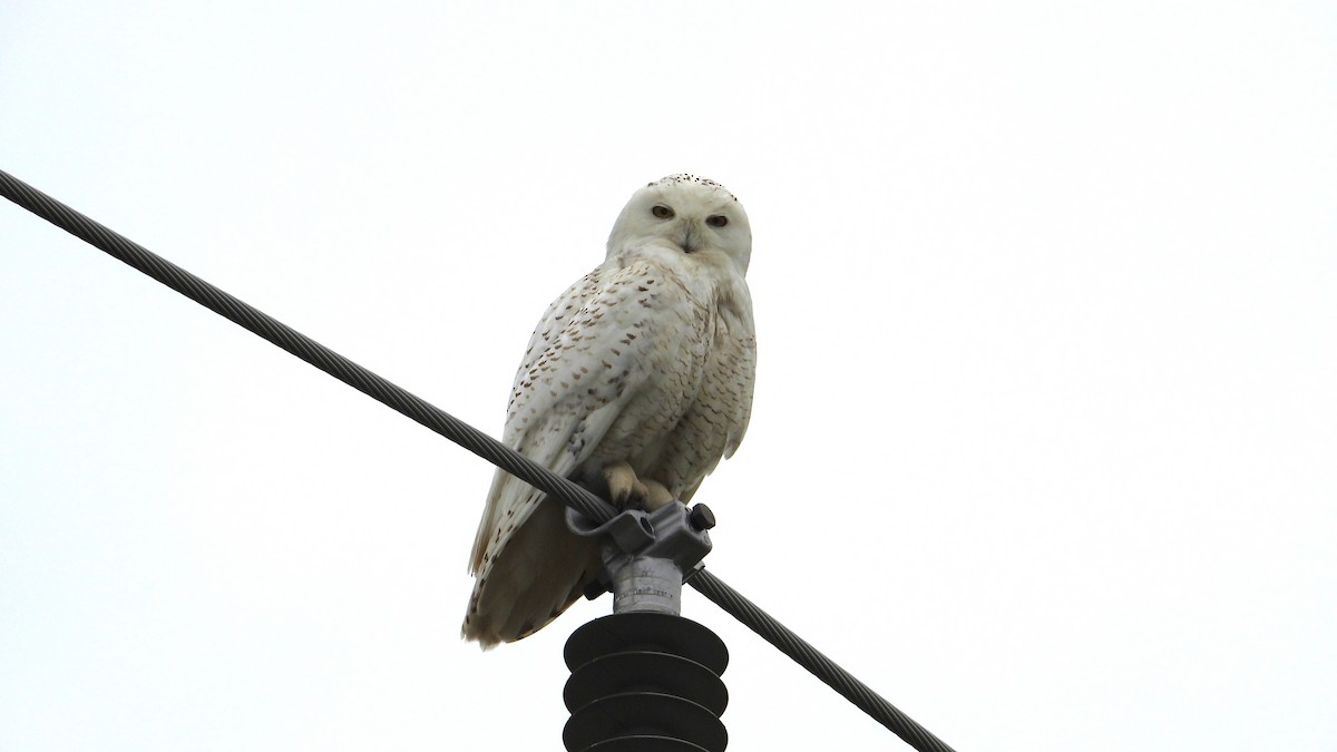 Snowy Owl - ML619221444