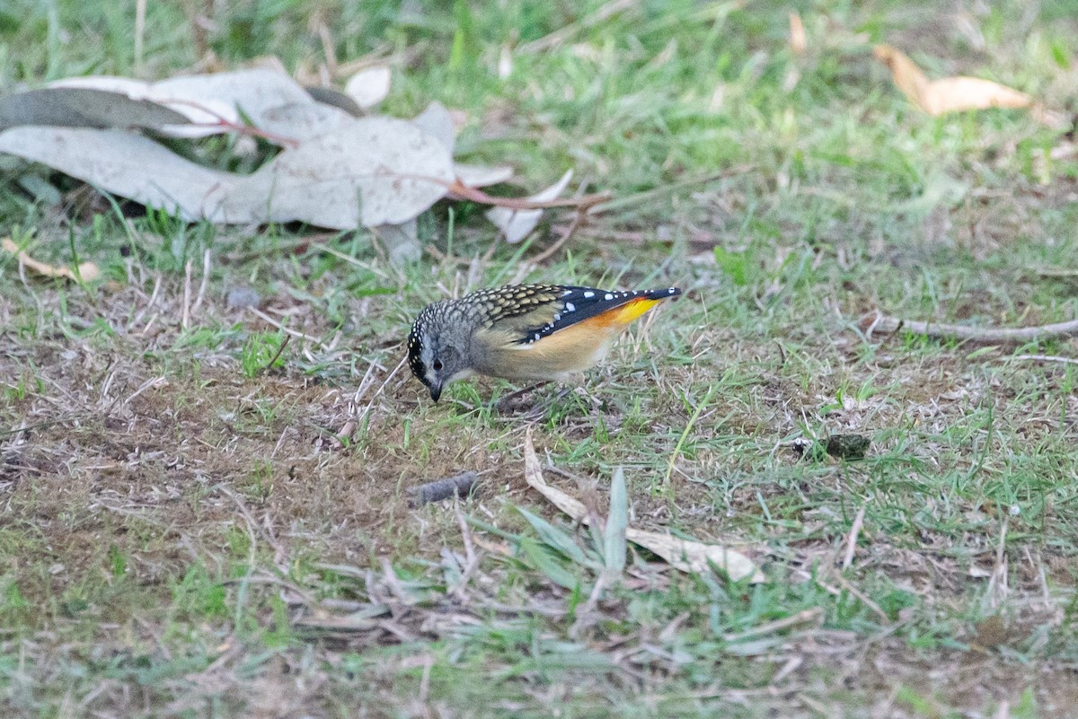 Spotted Pardalote - ML619221504