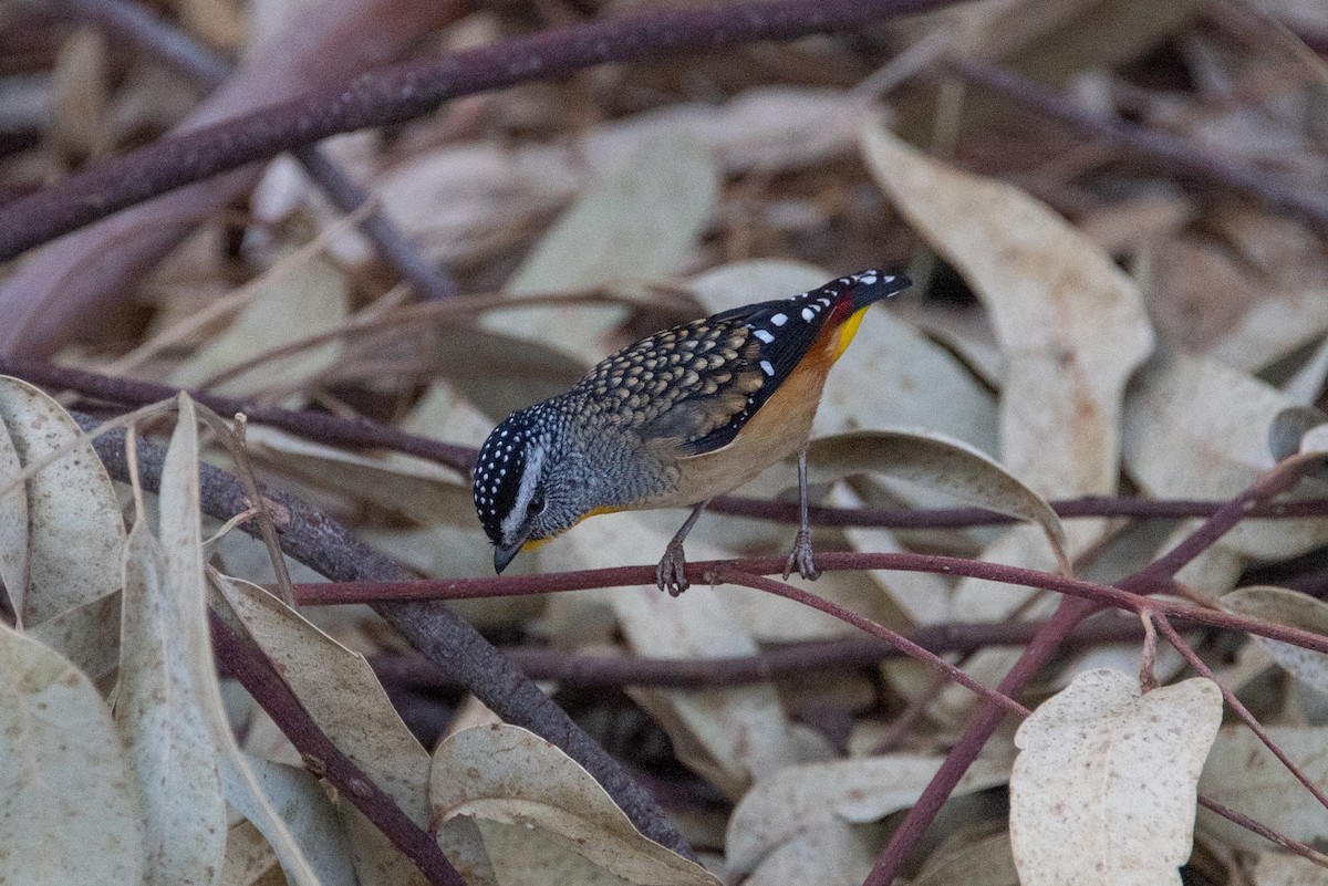Spotted Pardalote - ML619221505