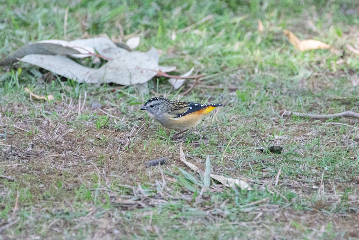 Spotted Pardalote - ML619221506