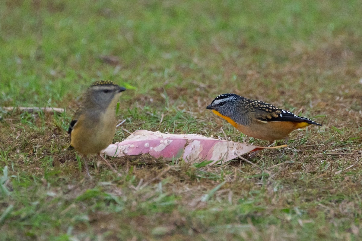Spotted Pardalote - ML619221507