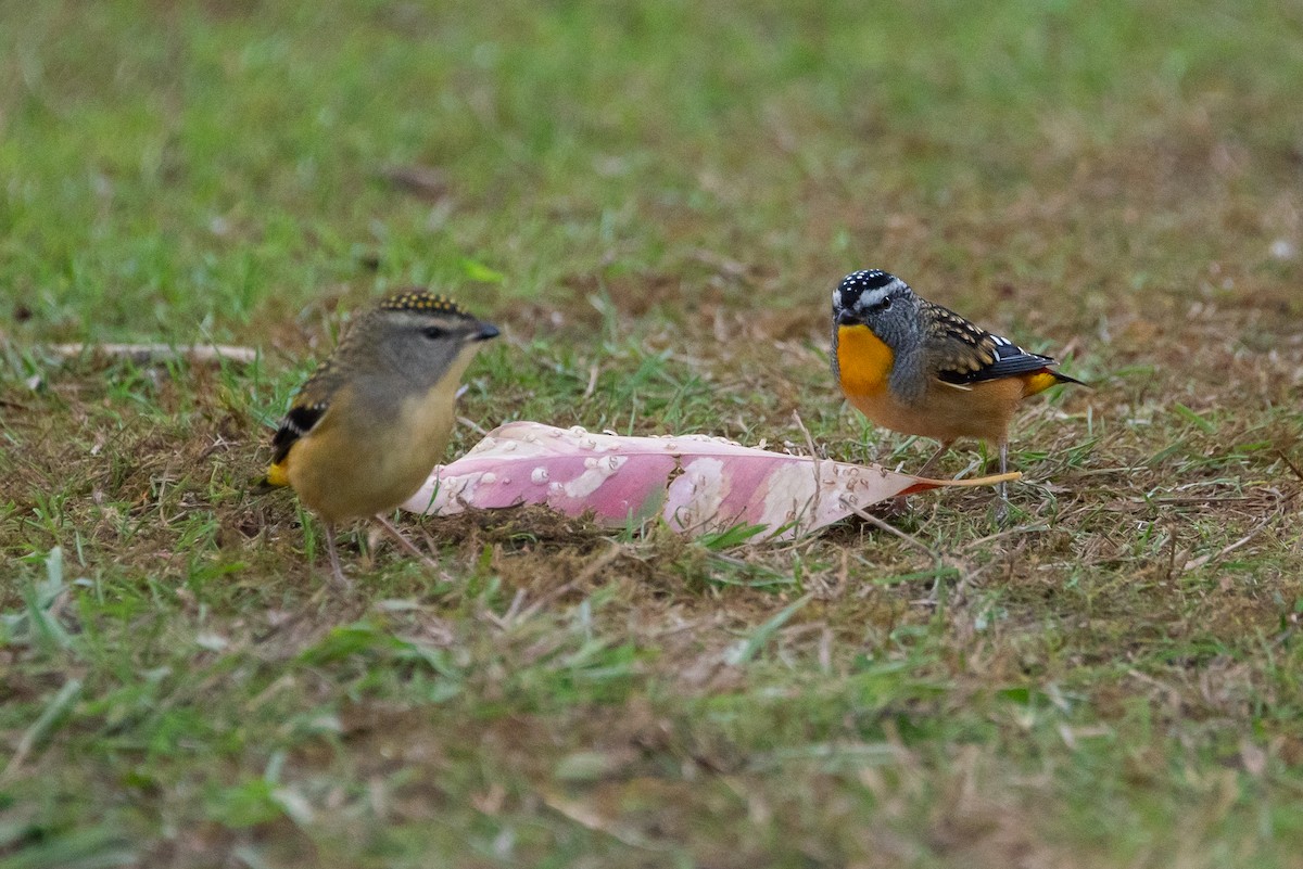 Spotted Pardalote - ML619221508