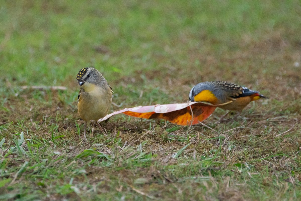 Spotted Pardalote - ML619221509
