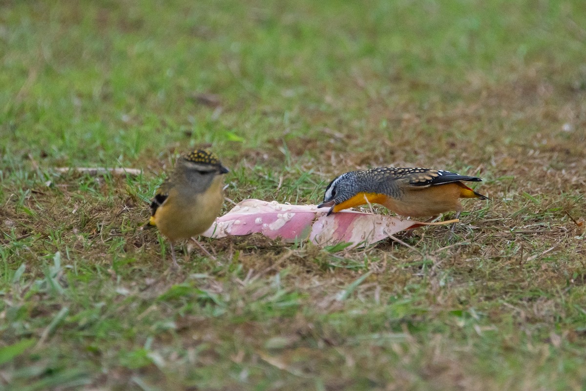 Spotted Pardalote - ML619221511