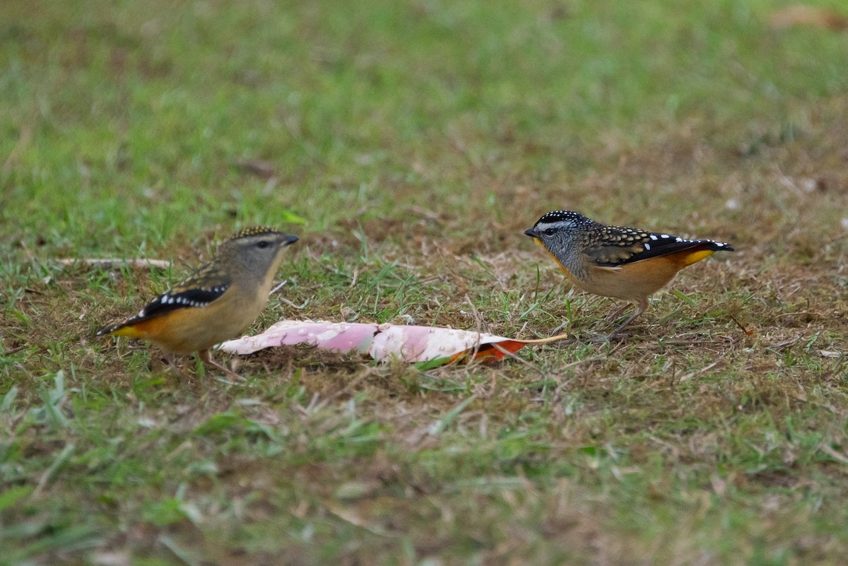 Spotted Pardalote - ML619221513