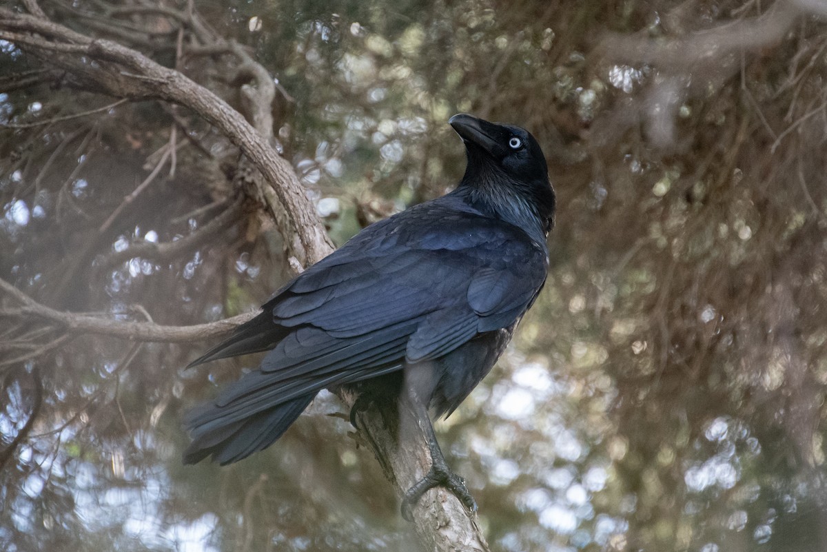 Corbeau de Tasmanie - ML619221516