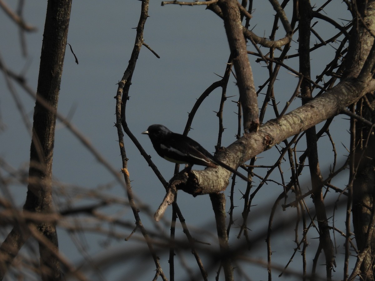 Oriental Magpie-Robin (Oriental) - ML619221522