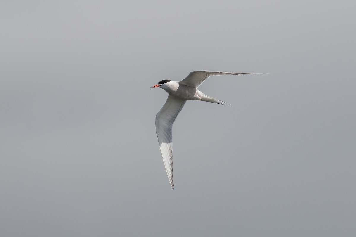 Common Tern - ML619221525