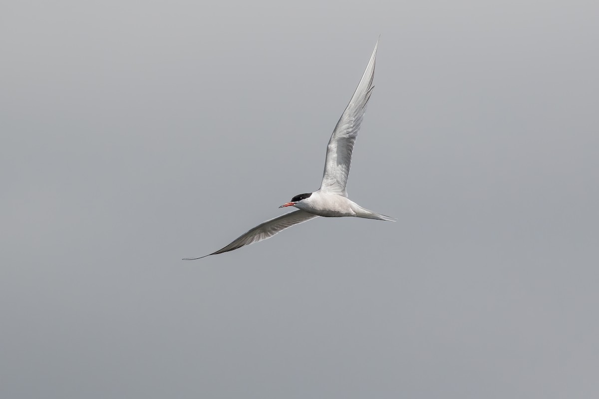 Common Tern - ML619221526