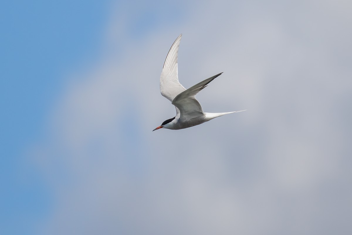 Common Tern - ML619221527