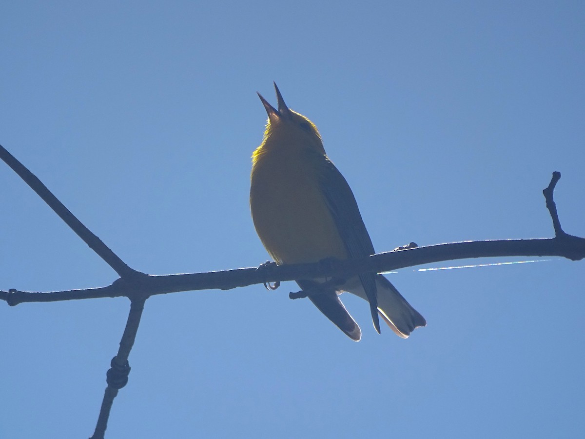 Prothonotary Warbler - ML619221581