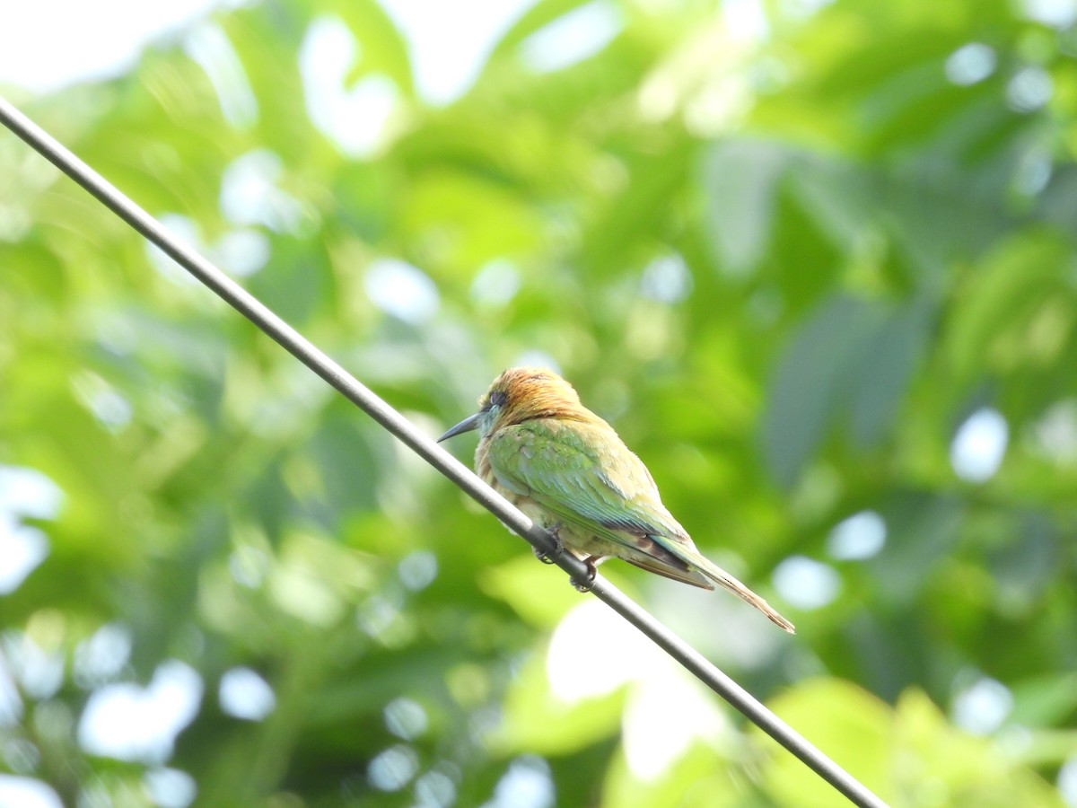Asian Green Bee-eater - ML619221634