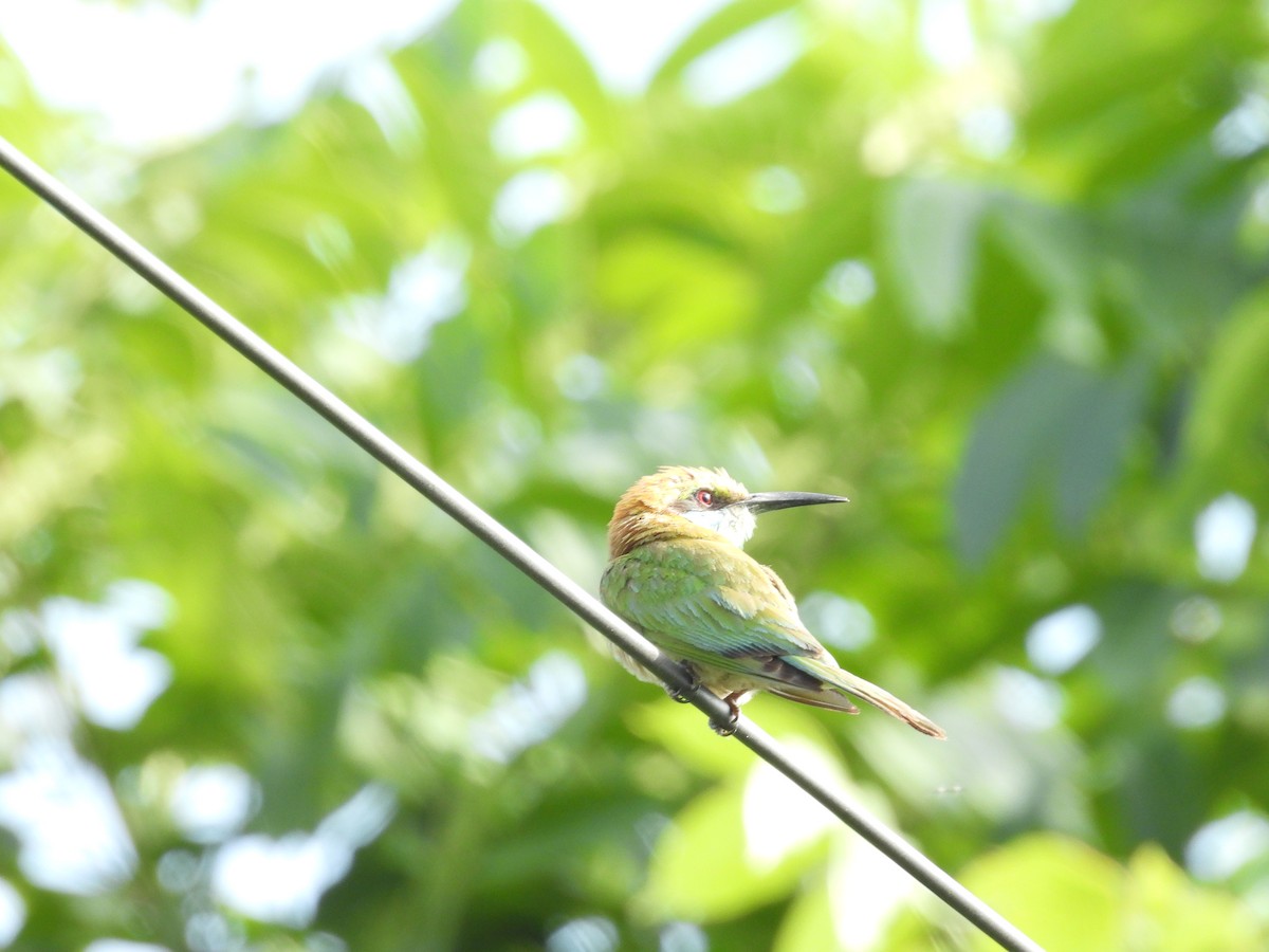 Asian Green Bee-eater - ML619221640