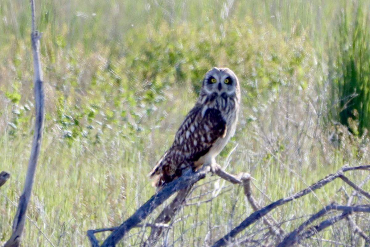 Short-eared Owl - ML619221641