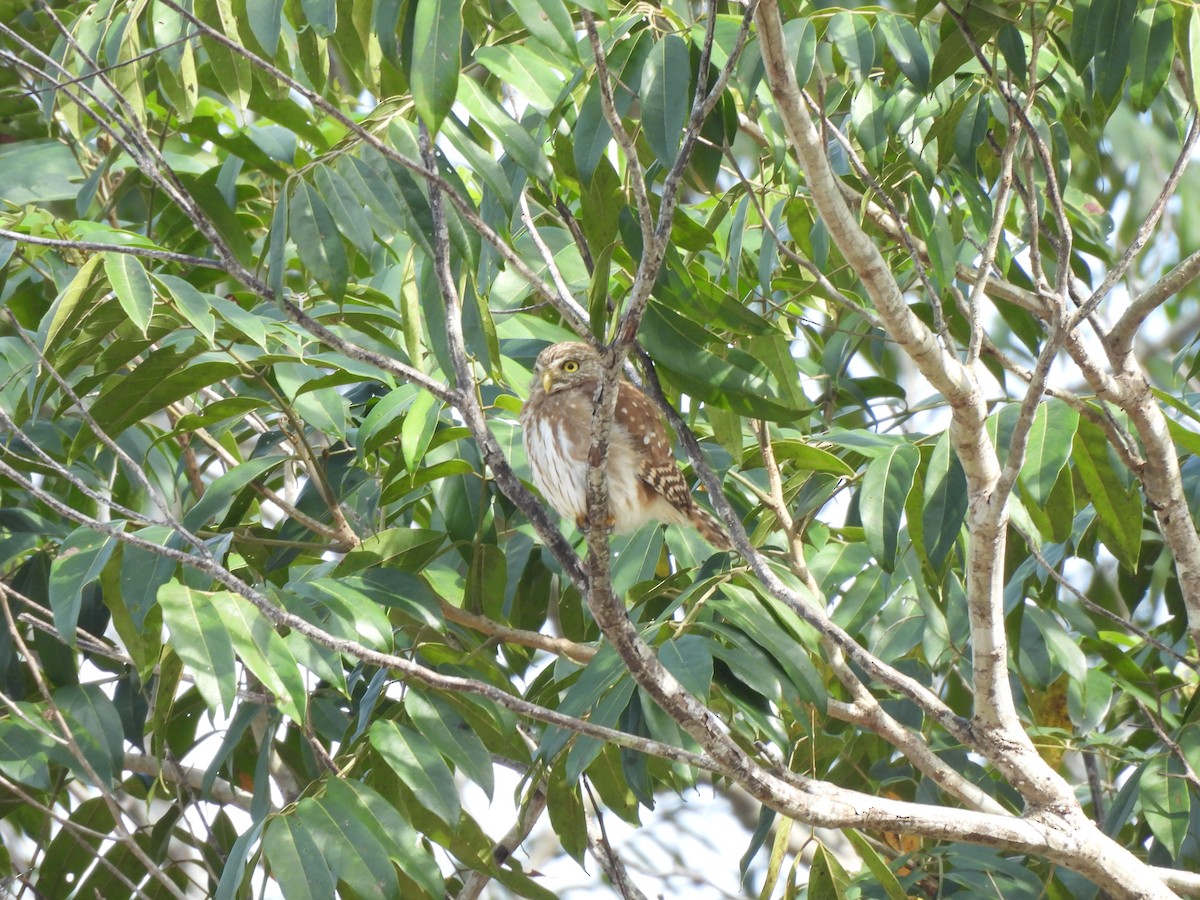 Ferruginous Pygmy-Owl - ML619221688