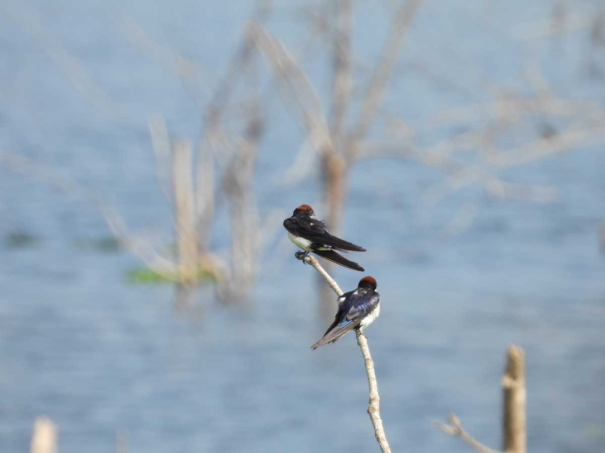 Wire-tailed Swallow - ML619221728