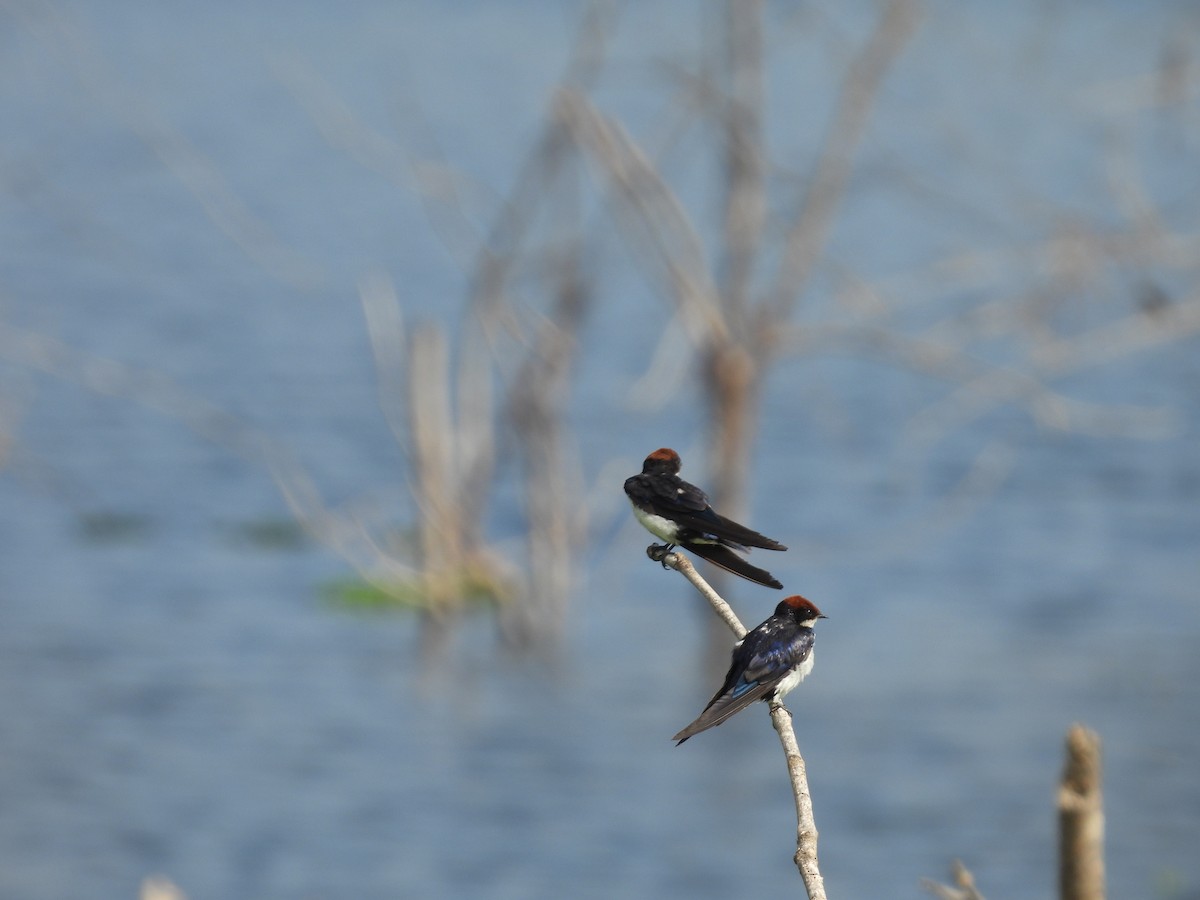 Wire-tailed Swallow - ML619221735