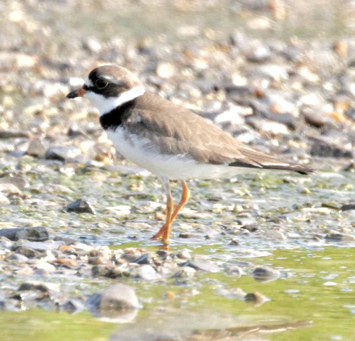 Semipalmated Plover - ML619221741