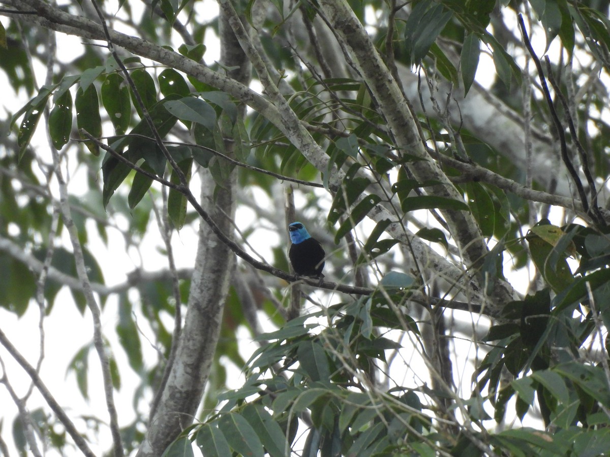 Blue-necked Tanager - ML619221750