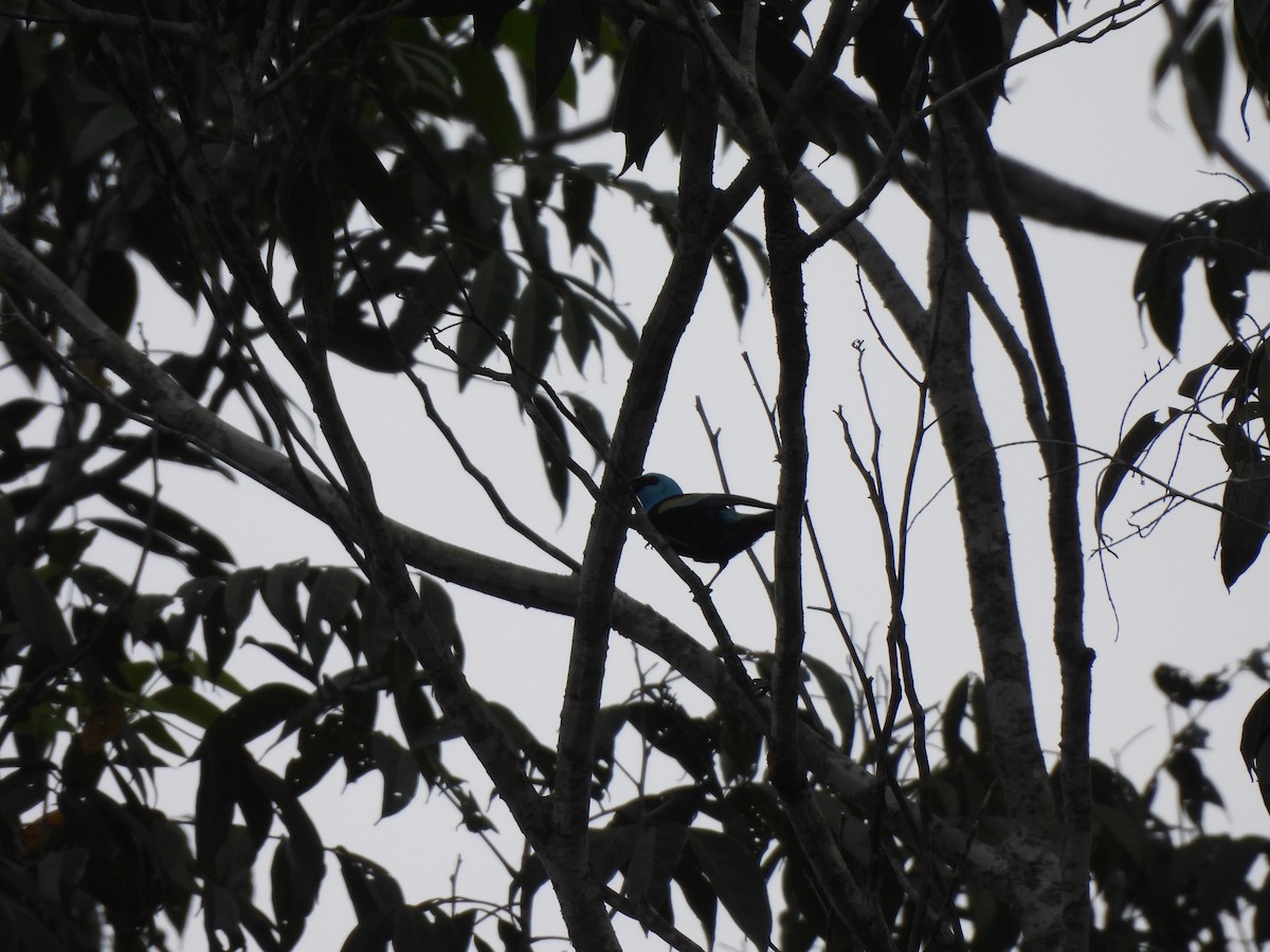 Blue-necked Tanager - ML619221751