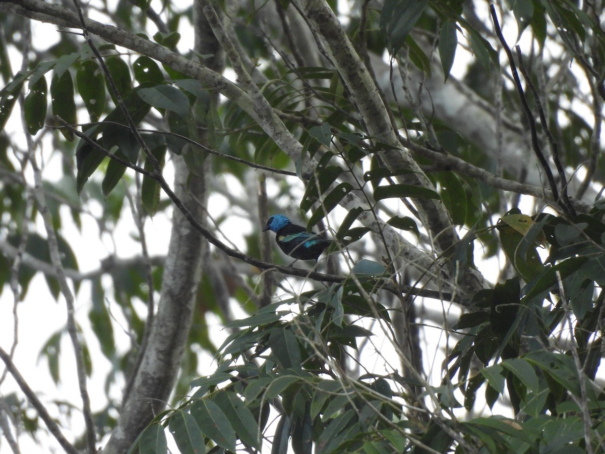 Blue-necked Tanager - ML619221753