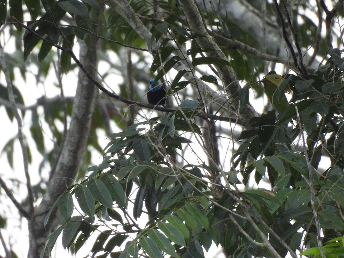 Blue-necked Tanager - ML619221754