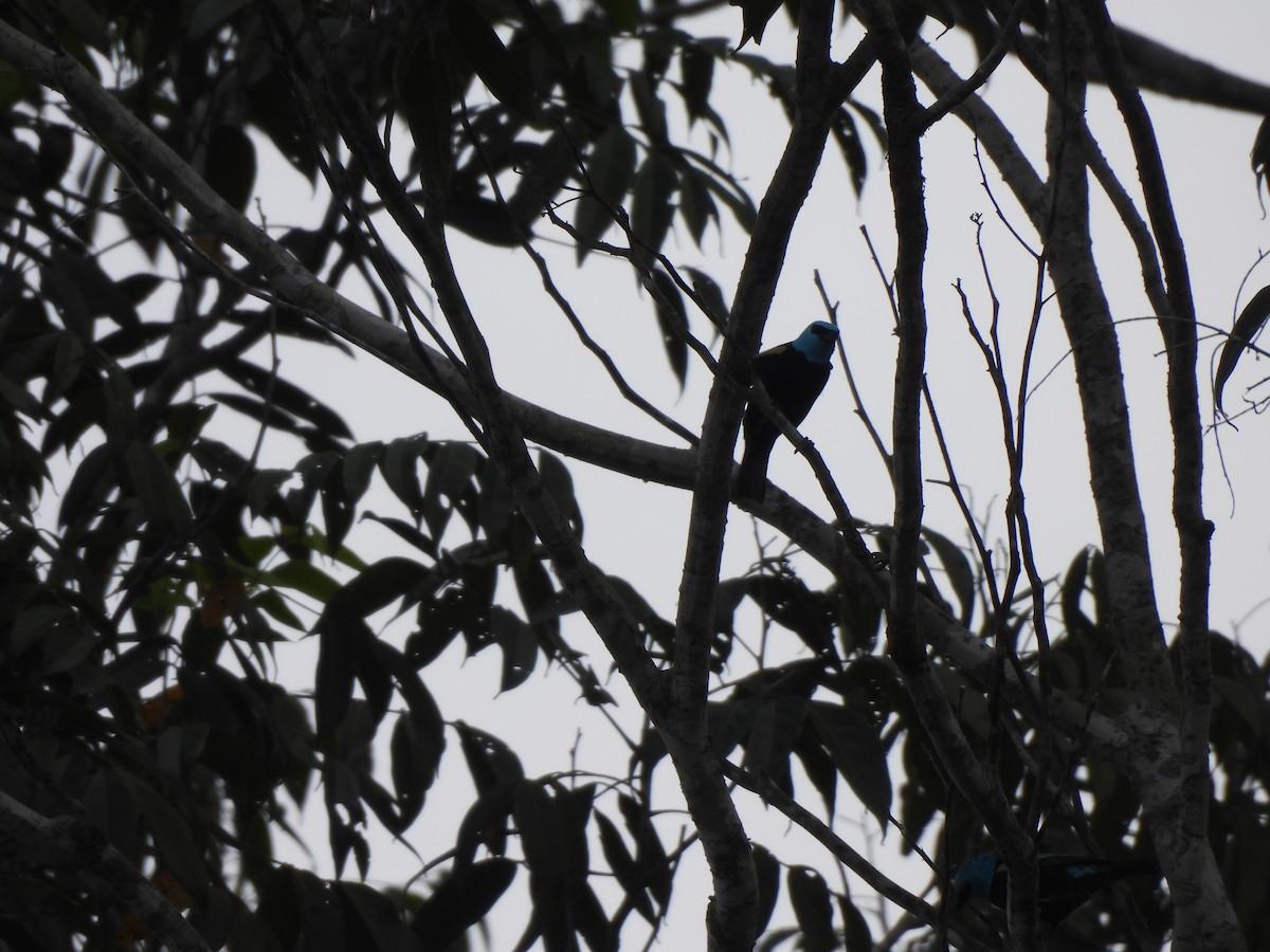 Blue-necked Tanager - ML619221755