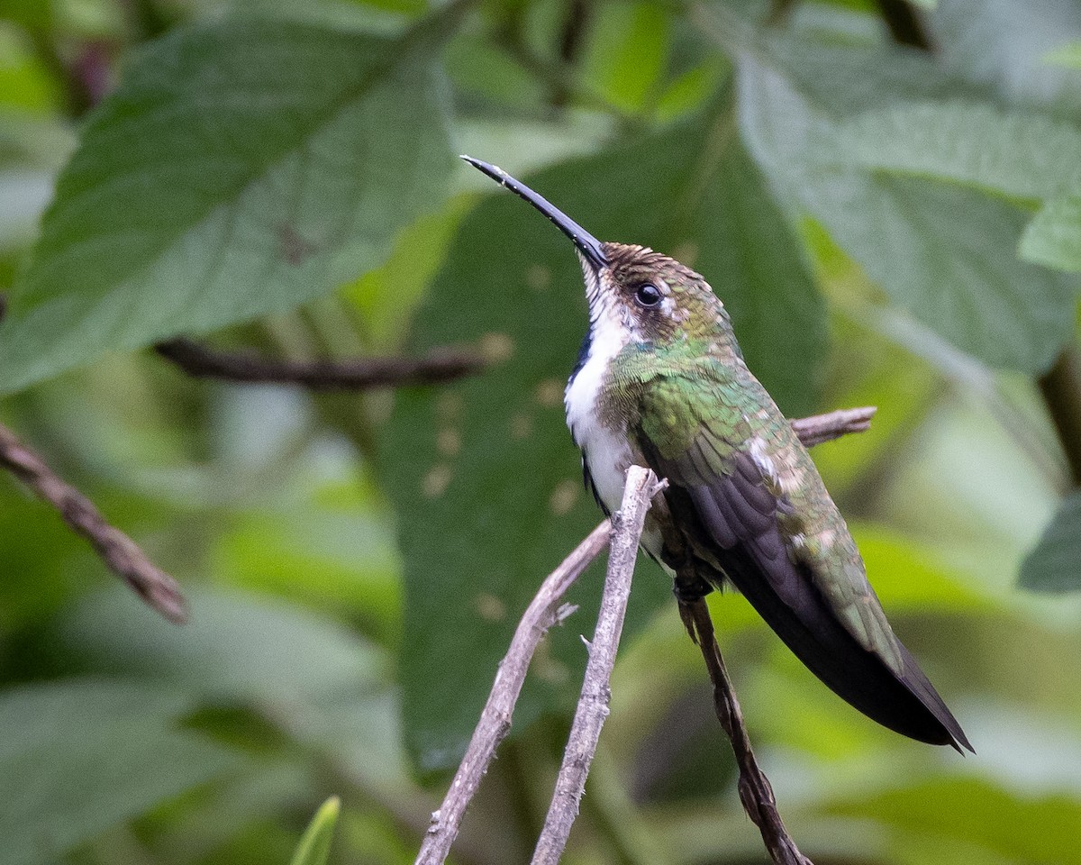 kolibřík tropický - ML619221768