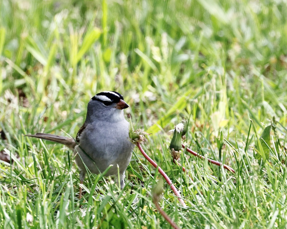 White-crowned Sparrow - ML619221802
