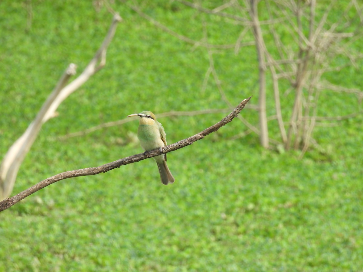 Asian Green Bee-eater - ML619221810