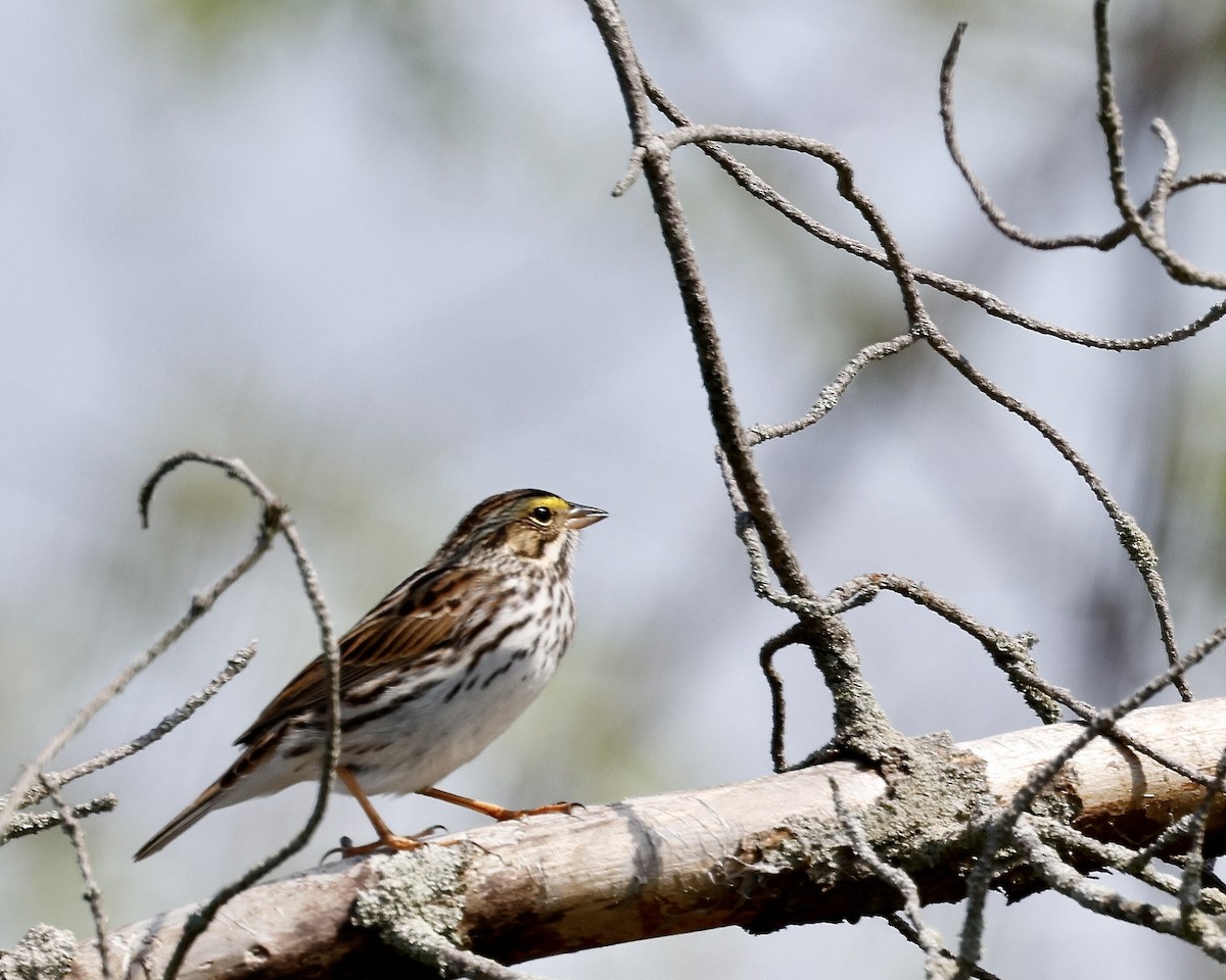 Savannah Sparrow - ML619221826