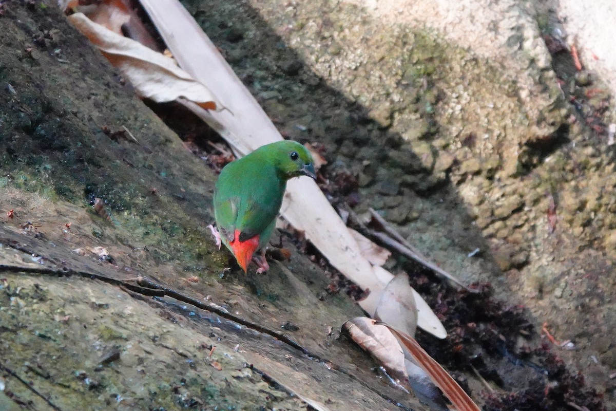 Green-faced Parrotfinch - ML619221843
