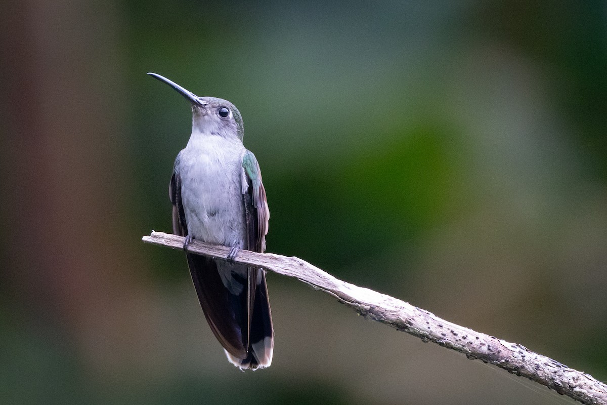 kolibřík šedoprsý - ML619221845