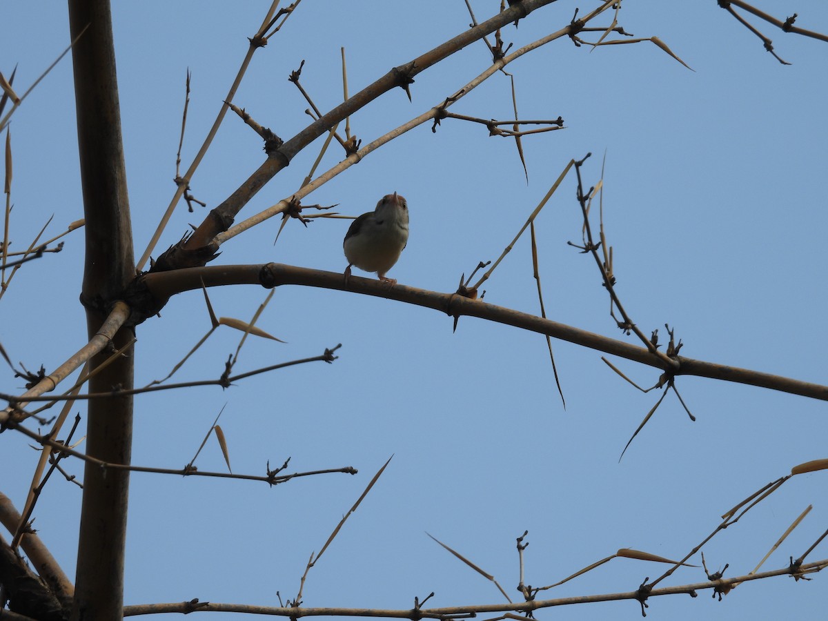 Common Tailorbird - ML619221853