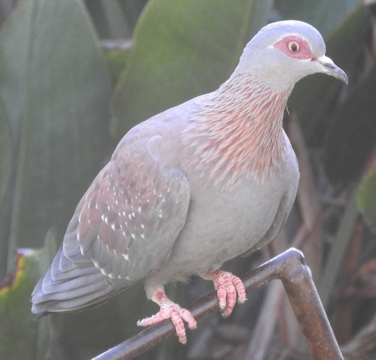 Speckled Pigeon - ML619221856