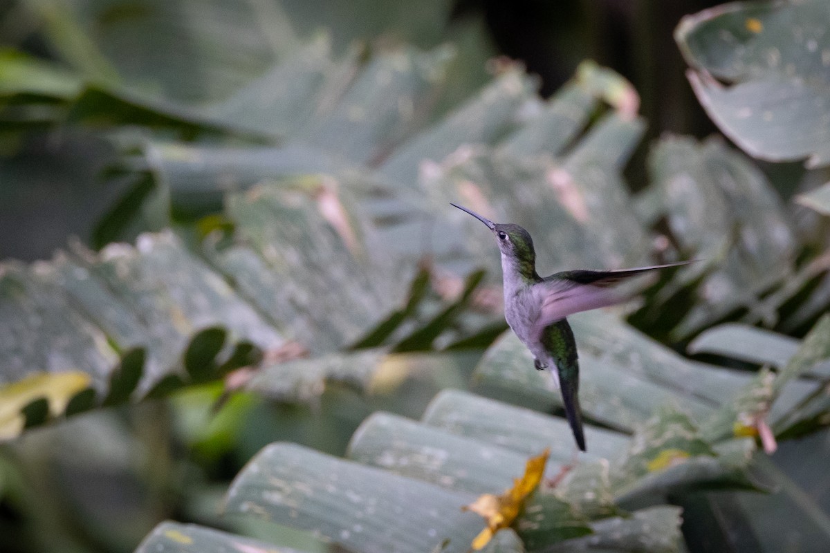 kolibřík šedoprsý - ML619221874