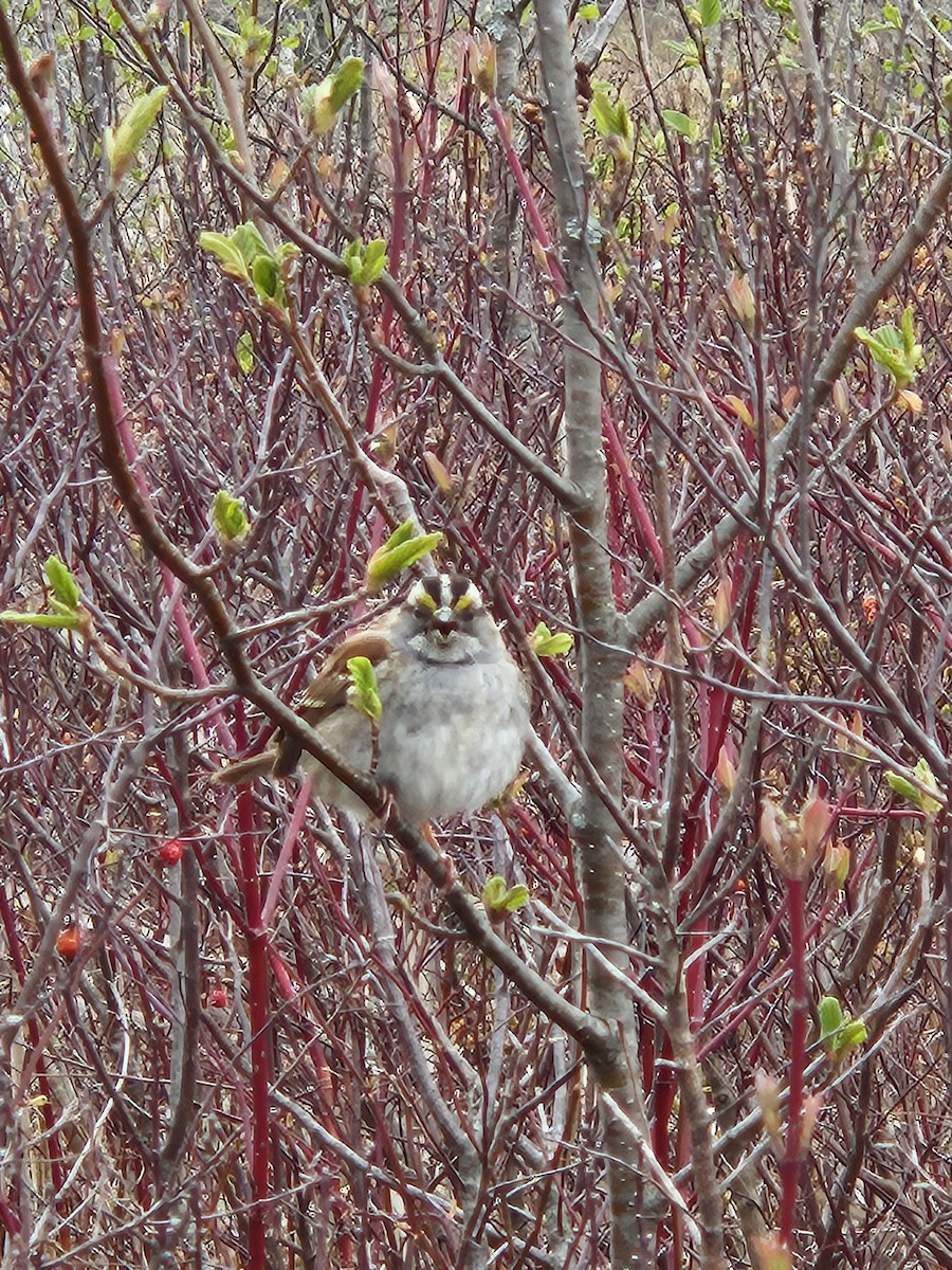White-throated Sparrow - ML619221942