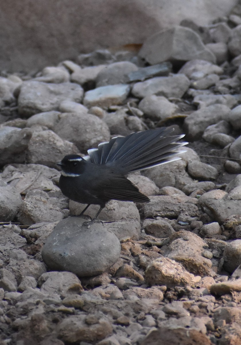 White-throated Fantail - ML619221971