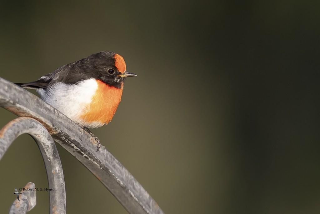 Red-capped Robin - ML619221976